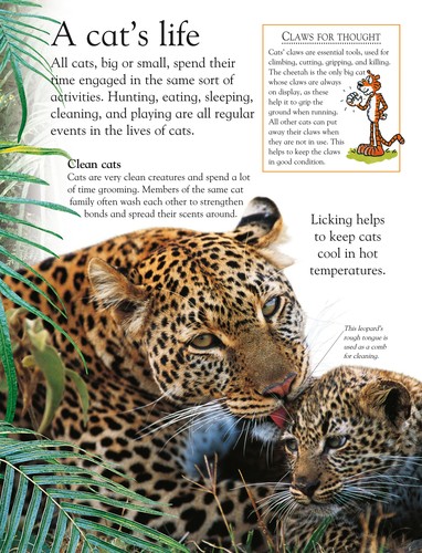 Big cats